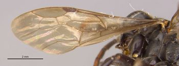 Media type: image;   Entomology 13652 Aspect: Wing front